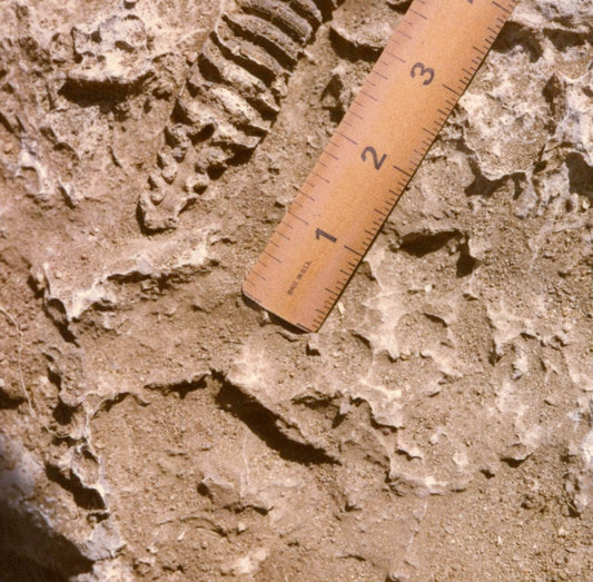 COPROLITES - Find Out More!